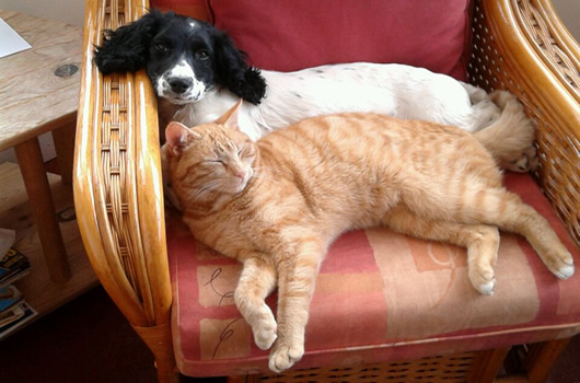 dog walking and cat sitting